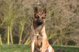 MALINOIS 1109